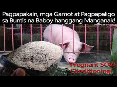 Pagpapakain, mga Gamot at Pagpapaligo sa Buntis na Baboy .